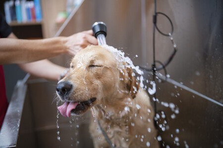 The Importance of Regular Dog Grooming: More Than Just a Pretty Pup