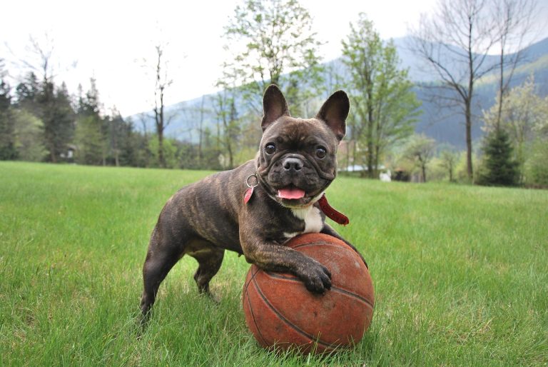 🐾 3 Dog-Friendly Spots in Sarasota, FL That You & Your Pup Will Love