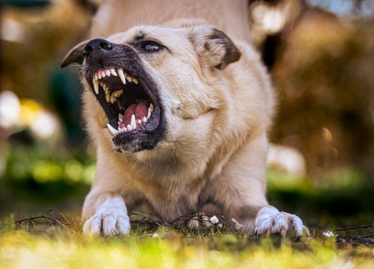 Reactive vs. Aggressive Dogs What’s the Difference
